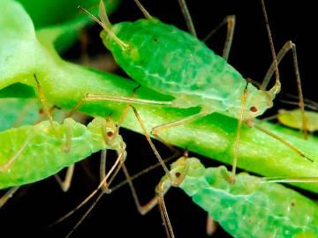 Curso de plagas y enfermedades