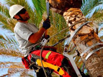Curso de especialización de trabajos en palmeras