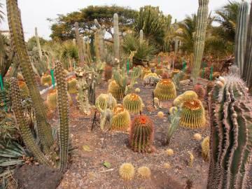 Curso de xerojardinería