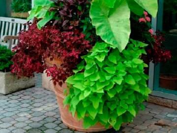 Curso de jardinería de interior y arreglos florales