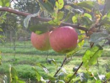 Curso de fruticultura ecológica