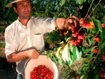 Curso de fruticultura