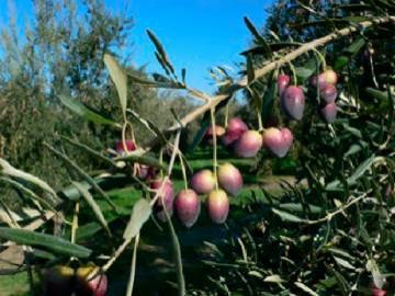 Curso del cultivo del olivo