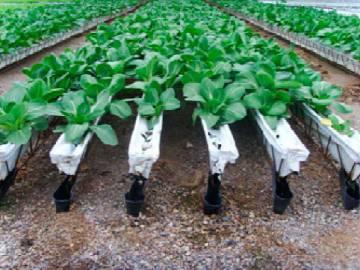 Curso de hidroponía. Cultivo sin suelo