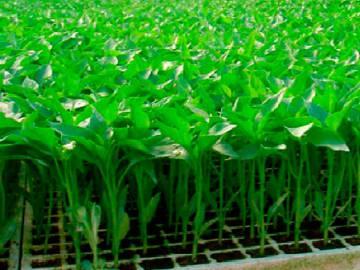 Curso de tecnología de semilleros hortícolas