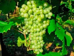 Curso de viticultura