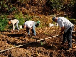 Curso de cultivo de papas y hortalizas en Canarias