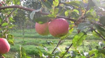 CURSO DE FRUTICULTURA ECOLÓGICA