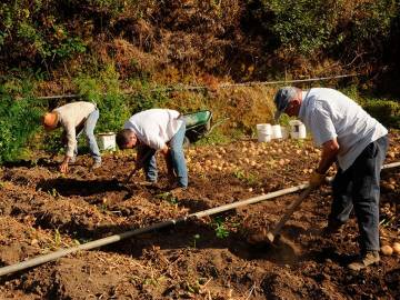 CURSO DE CULTIVO DE PAPAS Y HORTALIZAS EN CANARIAS